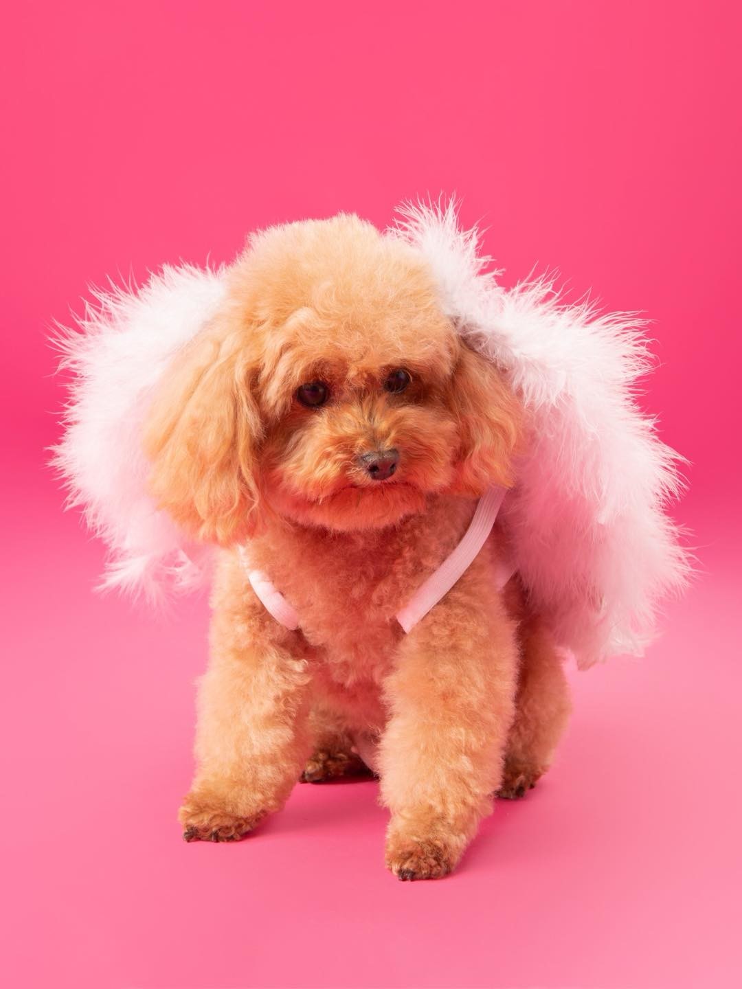 Dogs photo sessions in studio. Kunst Photo & Art Berango, Getxo. Basque Country