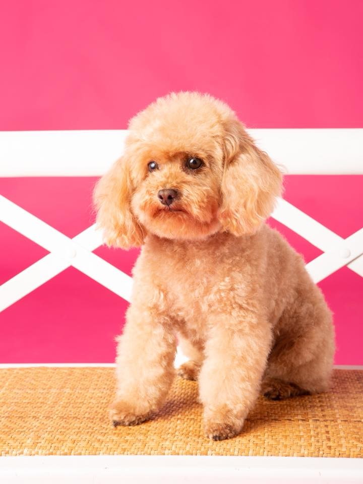 Pets photoshoot in studio. Kunst Photo & Art Bilbao, Basque Country.