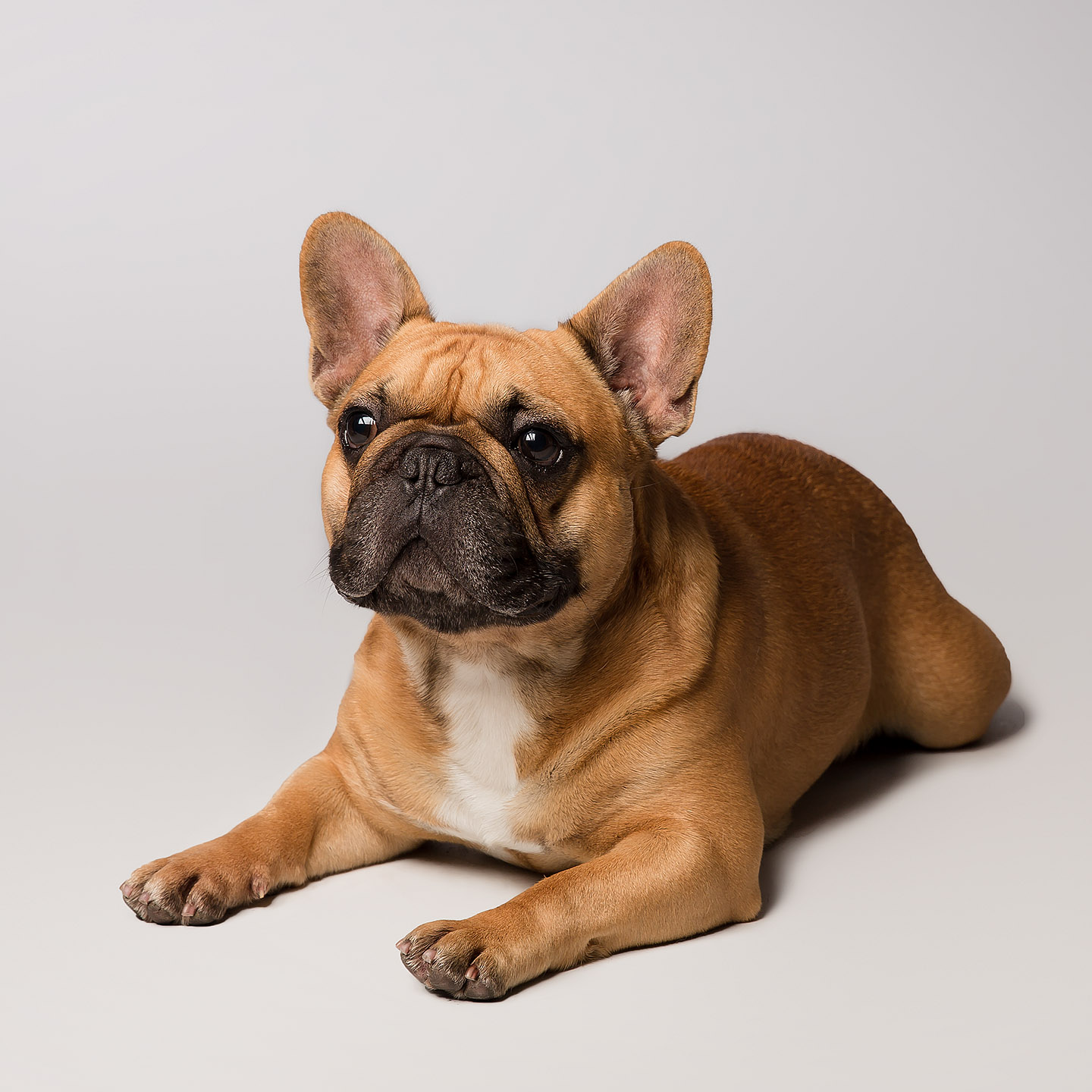 Bulldog francés, fotografía de perro, mascota en Getxo Bizkaia